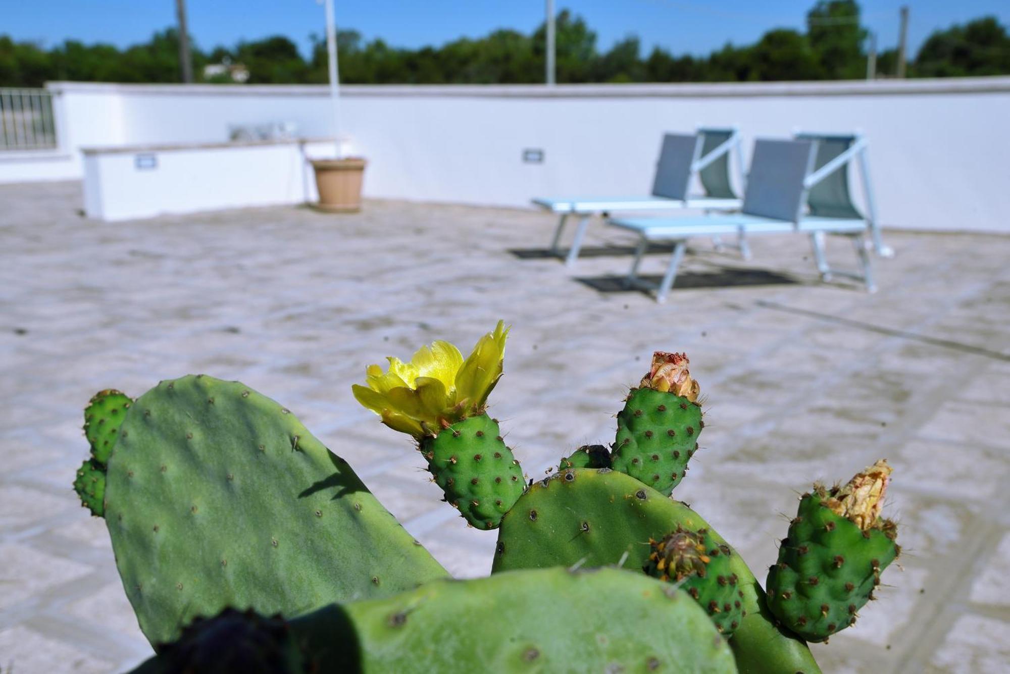 B&B Domus Terra Mare Torre San Giovanni Ugento Exterior photo